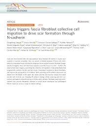 PDF) Injury triggers fascia fibroblast collective cell migration to drive  scar formation through N-cadherin