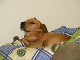 Vomiting is also a symptom of some serious illnesses, such as cancer, liver disease or kidney disease. Causes Of Vomiting Blood Hematemesis In Dogs Pethelpful