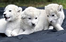 Check spelling or type a new query. Rare White Lion Cubs Make Debut White Lion Animals Cute Baby Animals