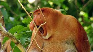 Welt Der Tiere Die Affen Mit Den Dicken Nasen Welt Der Tiere Br Fernsehen Fernsehen Br De