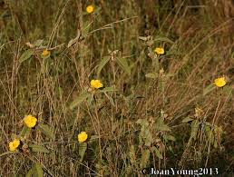 Image result for Melhania acuminata