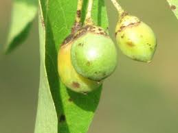 Image result for Cordia sinensis