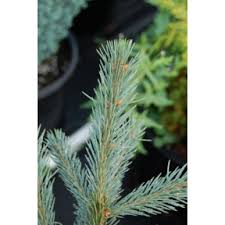 Picea engelmannii 'bush's lace' engelmann spruce $ 199.99. Picea Engelmannii Blue Magoo Blue Magoo Englemann Spruce Broken Arrow Nursery