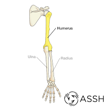 The elbow allows the bending and extension of the forearm, and it also allows the rotational movements of the radius and ulna that enable the palm of the hand to be turned upward or downward. Body Anatomy Upper Extremity Bones The Hand Society