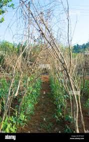 Image result for Dolichos sericeus