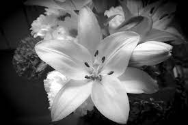Fresh cut thornless black berry branches 7.13.17. White Lily Flower Photography By Gema Ibarra Saatchi Art