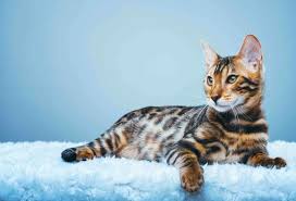 Male black and white cat names. 100 Tiger Striped Cat Names Ideas For Unique Exotic Cats Excitedcats