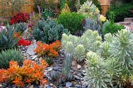 Looking Good All Year Round Most Of These Plants Change Color Over The Seasons For A Renewed Succulent Landscape Design Succulents Garden Cactus Garden Design