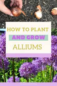 How To Grow Alliums In Your Garden Natalie Linda Allium Flowers Flower Garden Care Flower Landscape