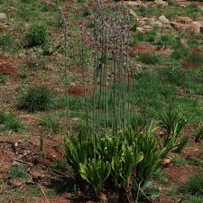 Image result for Drimia calcarata