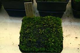 Image result for Genlisea africana