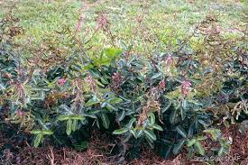 Image result for Desmodium incanum