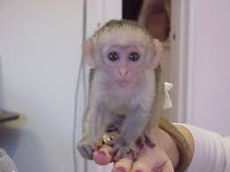 Cute And Adorable Male And Female Capuchin Monkeys For Adoption Pet Monkey Capuchin Monkey Monkeys For Sale