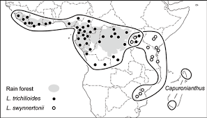 Image result for Lovoa swynnertonii