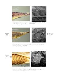 Image result for Thelepogon