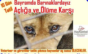 Antalya Hayvan Haklari Dayanisma Grubu Belediyelerin Bakim Evlerinde Kalan Sokak Hayvanlarinin 10 Gunluk Kurban Bayrami Hayvanlar Hayvan Haklari Veterinerler