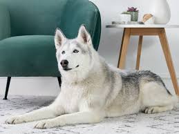 119,337 likes · 46 talking about this. Siberian Husky Full Profile History And Care