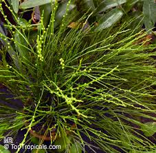 Image result for Psilotrichum