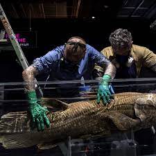 As the bill of lading issuer have the authority to insert the place of issue and date of issue. Extinct Fossil Fish Dating Back 420 Million Years Found Alive In Madagascar