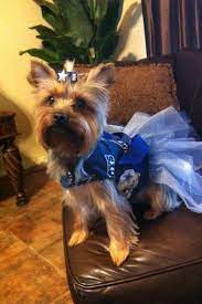 My Yorkie Bella Dallas Cowboy Cheerleader Dallas Cowboys Dog Yorkie Puppy For Sale Yorkie Puppy