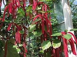 Image result for Acalypha sonderiana