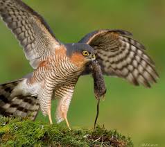 Small British Birds Of Prey Images Sparrowhawk By Rob Cross 500px Sparrowhawk Hawk Bird Birds Of Prey