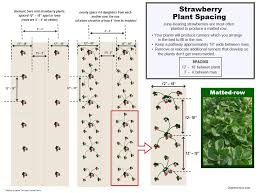 So bit confused on how close you can plant them. How To Grow Strawberries