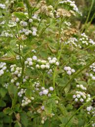 Image result for Ageratinastrum