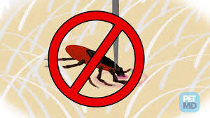 Tick protection for dogs, low prices, free shipping, 24/7 expert help. How To Get Ticks Off Dogs How To Kill A Tick And Remove The Head From Your Dog Petmd