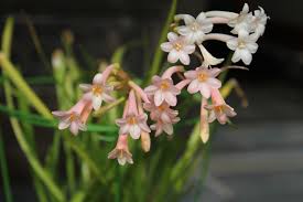 Image result for Cyrtanthus rhodesianus