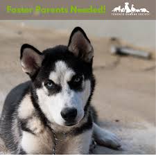 Help reduce the number of animals entering shelters each year. Toronto Humane Society On Twitter The Toronto Humane Society Is In Urgent Need Of Canine Foster Parents To Help With A Large Influx Of Dogs From Rural Areas Of Ontario To Express
