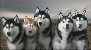 Find expert advice along with how to videos and articles, including instructions on how to make, cook, grow, or do almost anything. Husky Desktop Wallpapers Top Free Husky Desktop Backgrounds Wallpaperaccess