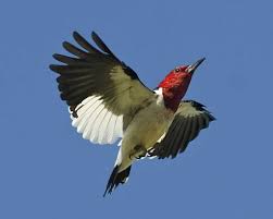 Bird With Red Head And Chest Black Wings Red Headed Woodpecker Woodpecker Cute Birds Birds