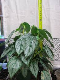 Philodendron Brandtianum Awesome Aroid Gorgeous Leaves Philodendron Plant Philodendron Plant Nursery