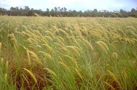 Image result for Cenchrus polystachios