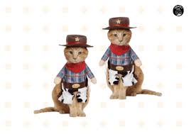 Cat wears taco shirt & cowboy hat. Gfhix5tg5yoszm