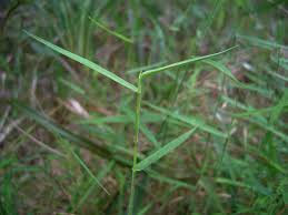 Image result for Entolasia