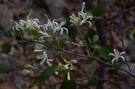 Image result for Grewia pubescens