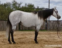Black And White Paint Horses For Sale In Texas Pin By Natalie Whittaker On Model Horses In 2020 Horses Aqha Horses Quarter Horse
