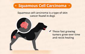 Follow up every 6 months for sites, the histopathology picture had recorded seven types of malignant tumors in. Cancer In Dogs Causes Symptoms Treatments Canna Pet