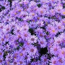Image result for Aster