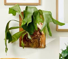 Ferns in general can not tolerate strong, direct sun. Best Ferns To Grow Indoors Better Homes Gardens