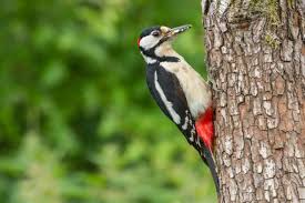 5,900+ Pecker Stock Photos, Pictures & Royalty-Free Images - iStock |  Woodpecker, Phallus