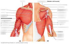 We did not find results for: Muscles Of The Shoulder And Arm Diagram Quizlet