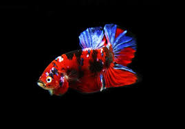 Trại Ca Ca Betta Koi Galaxy Nemo Fancy Copper Chợ Ca Mekong
