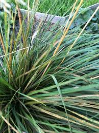 Deschampsia cespitosa for sale online. Schmiele Tautrager Deschampsia Cespitosa Tautrager Gunstig Online Kaufen