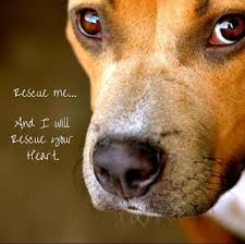 Pin By Jennie Lane On Animals Love Pitbull Mom Animal Protection Quotes Shelter Dog Quotes