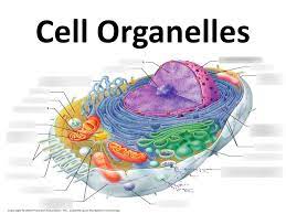 Anatomy Physiology Chapter 4 Cells Diagram Quizlet
