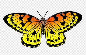 Butterfly silhouette drawing stencil black and white monarch butterfly butterflies and moths png background hd png. Monarch Butterfly Drawing Black Yellow Butterfly S White Brush Footed Butterfly Symmetry Png Pngwing