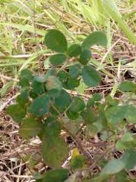 Image result for Grona ramosissima